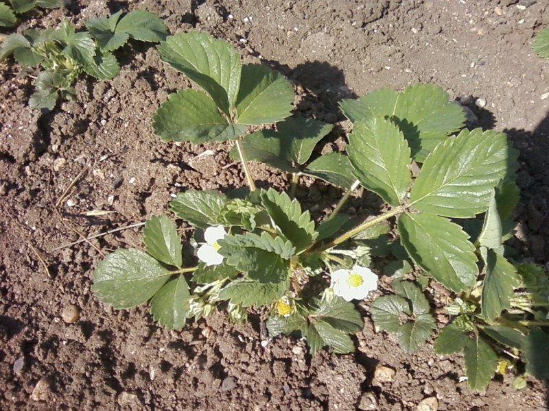 Антон Кузнецов @Pro100Toxa@ | Симферополь