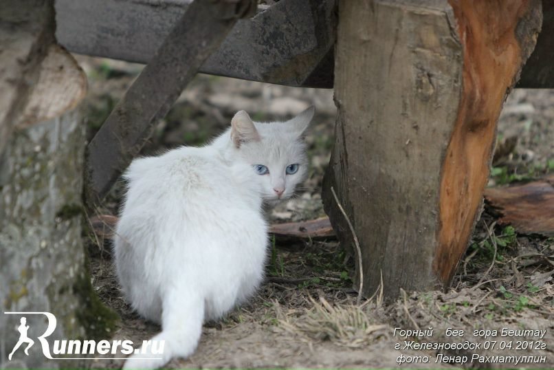 Александр Курышов | Пушкино