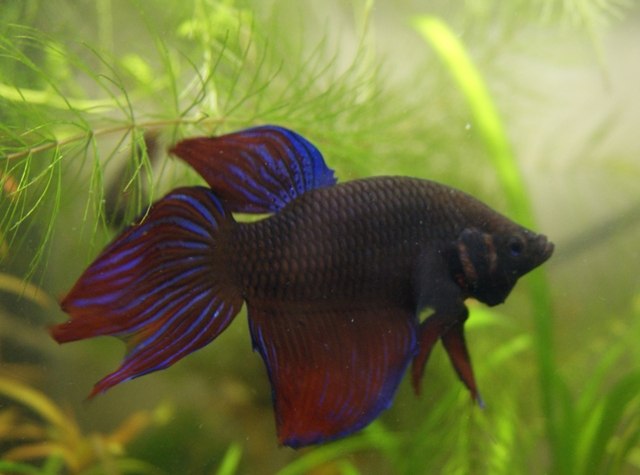 Василий Иванович | Казань