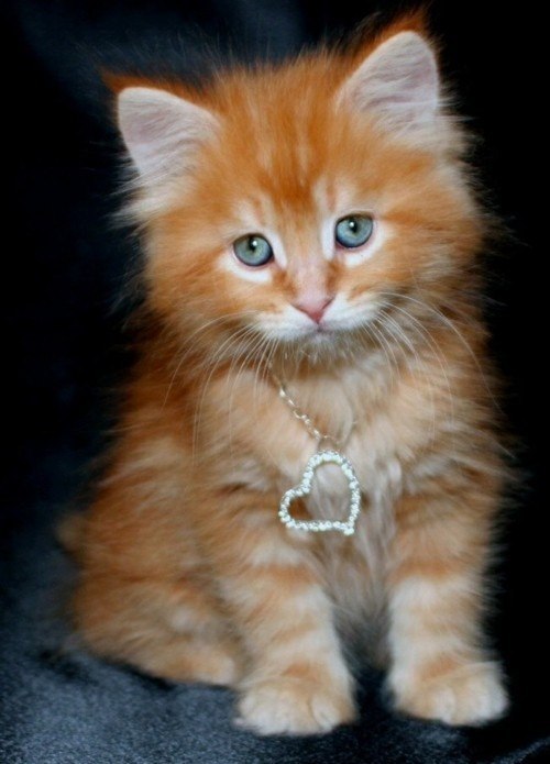 Жанна Керницкая | Николаев