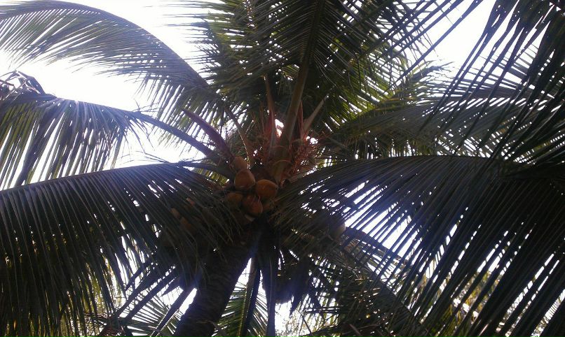 Марина Комарова Violet | Москва