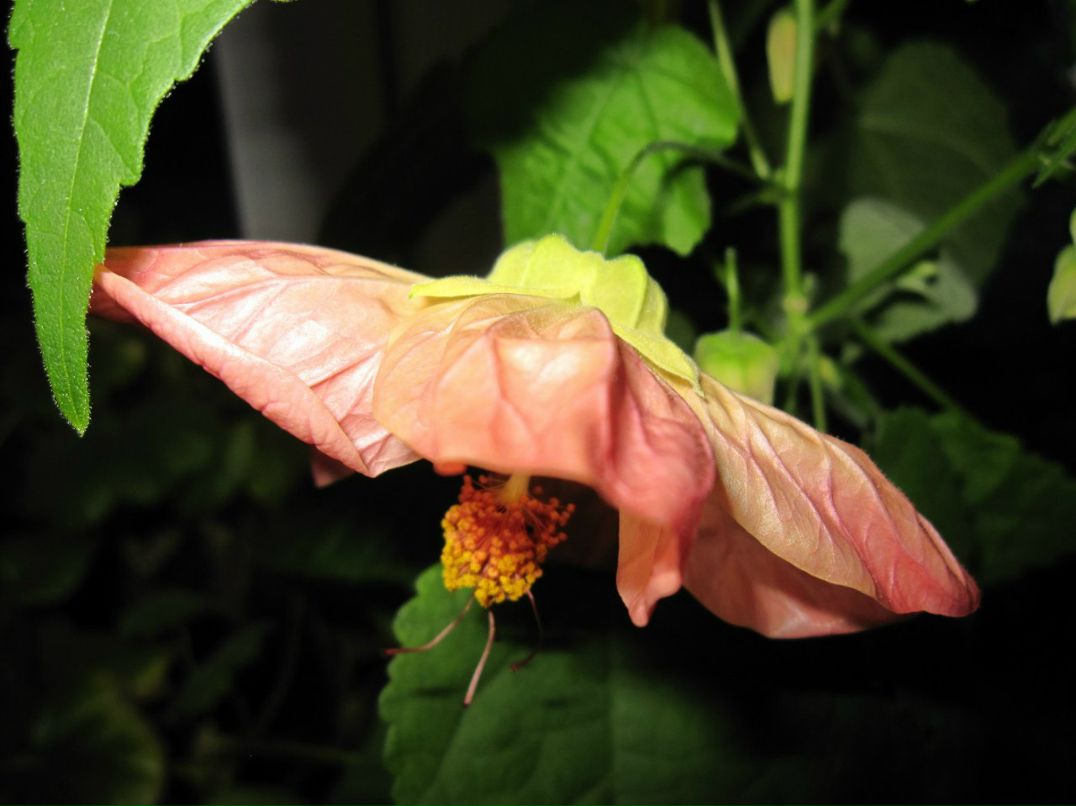 Светлана Серб | Санкт-Петербург