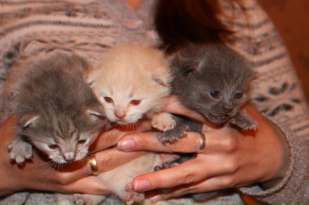 №177, Ирина Грищенко, Киев №177, Ирина Грищенко, Киев