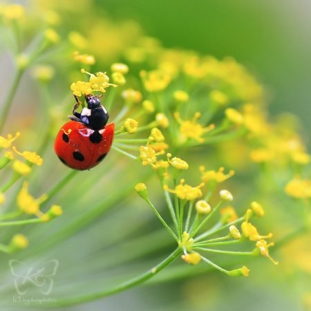 Прекрасней Нет Маринчик | 