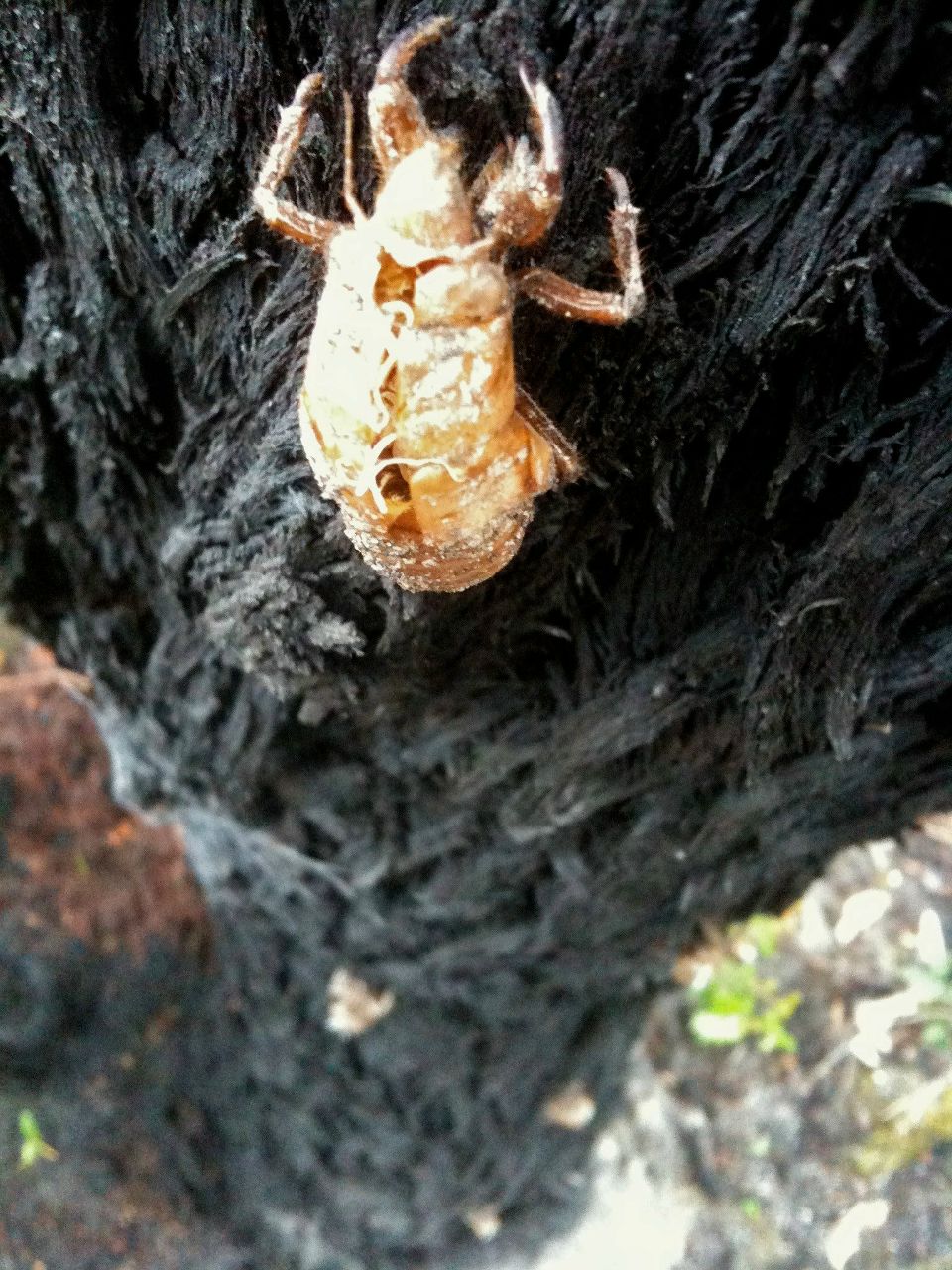 Дрю Святицкий | Melbourne