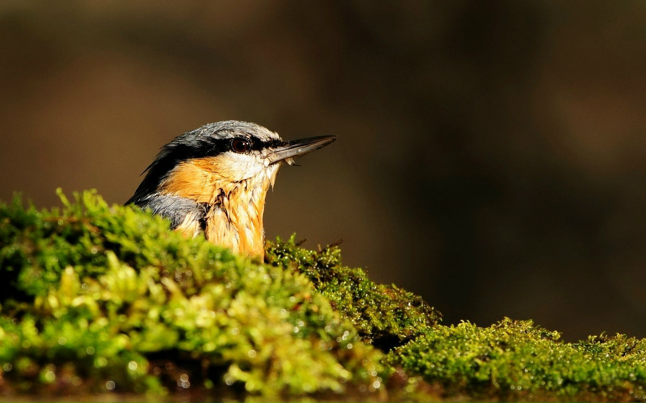 Dmitriy Neofitov | Рязань