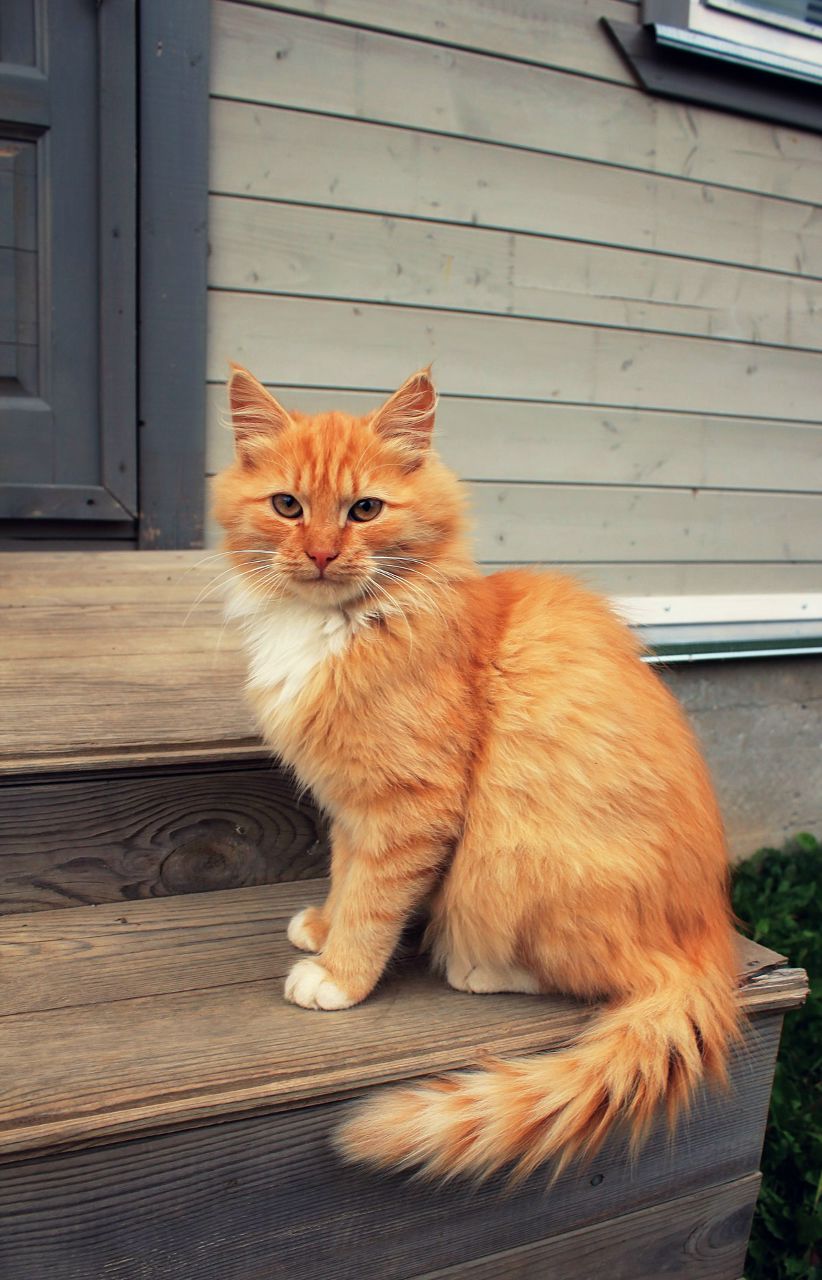 Денис Катэ | Минск