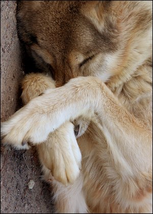 Эмилия Люм | 