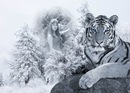 Фотография Шеленберг Вики