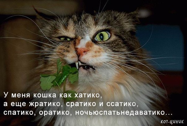 №6, Супер-Котэ Любит-Лотэ, Новосибирск №6, Супер-Котэ Любит-Лотэ, Новосибирск