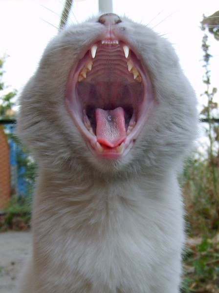 Андрей Лопатин | Рыбинск