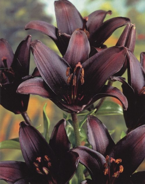 Ромка Прямов | Калининград