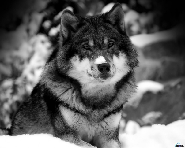 №3, Александр Гавиловский, 32 года, Одесса №3, Александр Гавиловский, 32 года, Одесса