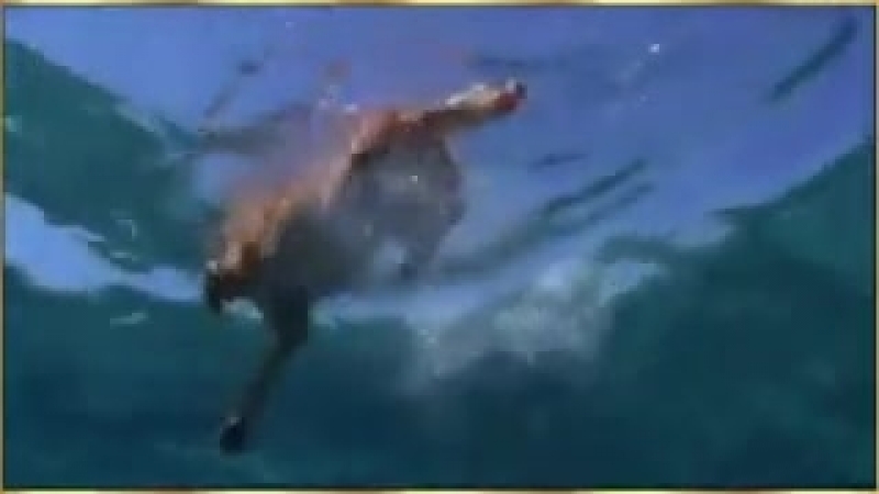 делфин спасает