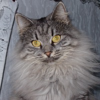 Кошка Мурка