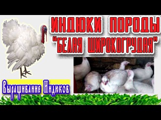 Индюки породы Белая Широкогрудая