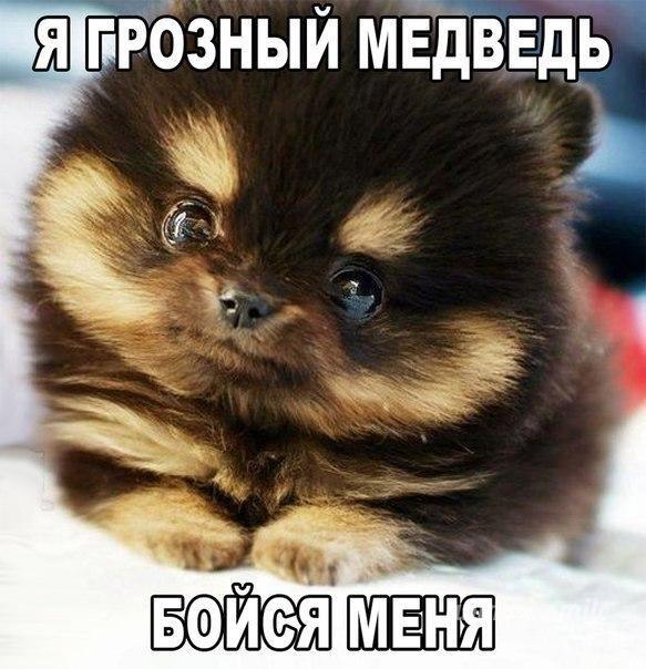 Смех Три-Года, Россия, Москва
