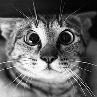 Александр Павлович