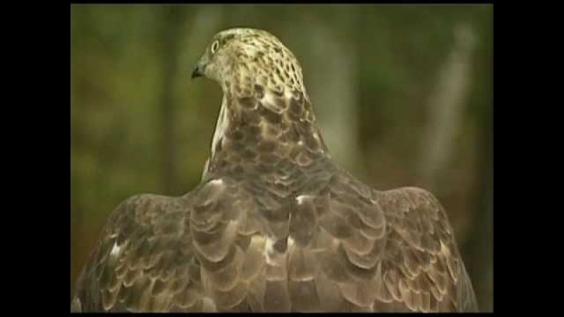 Осоед (Pernis apivorus)