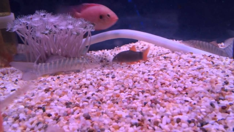 Tiger Botia Loach