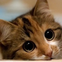 Тимофей Болотов | Копейск