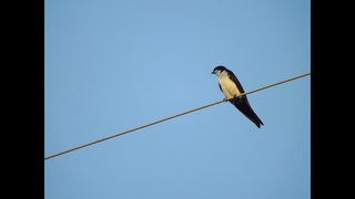 Swallow Bird Call Bird Song