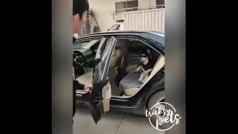 Пес любит кататься на