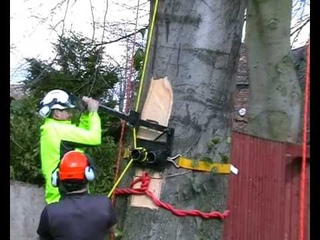 Tree Lowering device