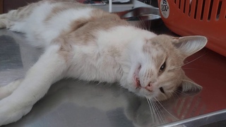 🦋Сочи. Котики на стерилизации. Клубничной ул. ВЕТКАБИНЕТ  “MyVet“ Юлечка, большое спасибо!