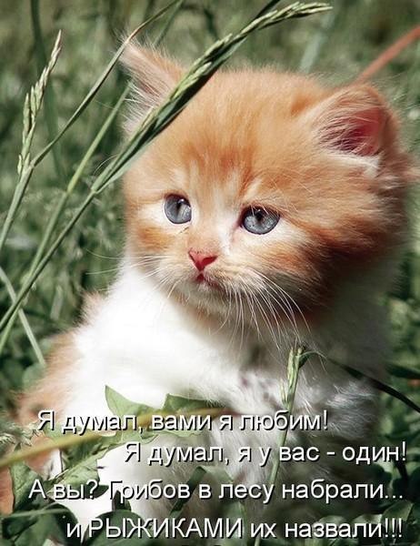 №71, Ammar Alzoubi, Харьков №71, Ammar Alzoubi, Харьков