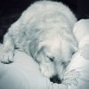 Аватар: Приапр Апримап