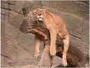 Фотография Игорь Шумилов