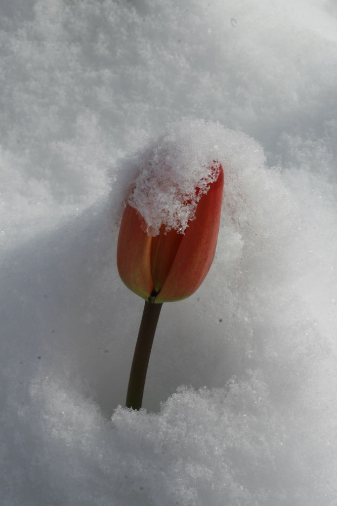 Vladimir Shnayderman | Salt Lake City