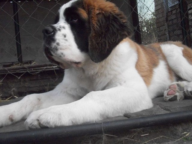 Светлана Ковтун | 