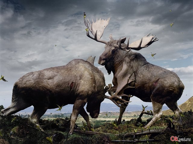 Иван Афанасьев | Рассолода