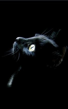 Юлія Панкова | 