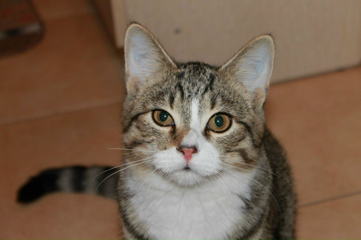 Ирина Клеонова | Санкт-Петербург