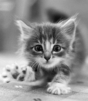 Ольга Новикова 