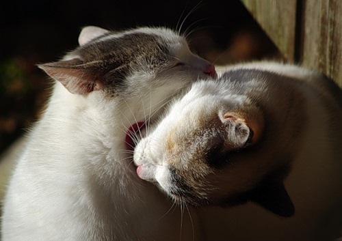 №101, Светлана Дулько, 34 года, Минск №101, Светлана Дулько, 34 года, Минск