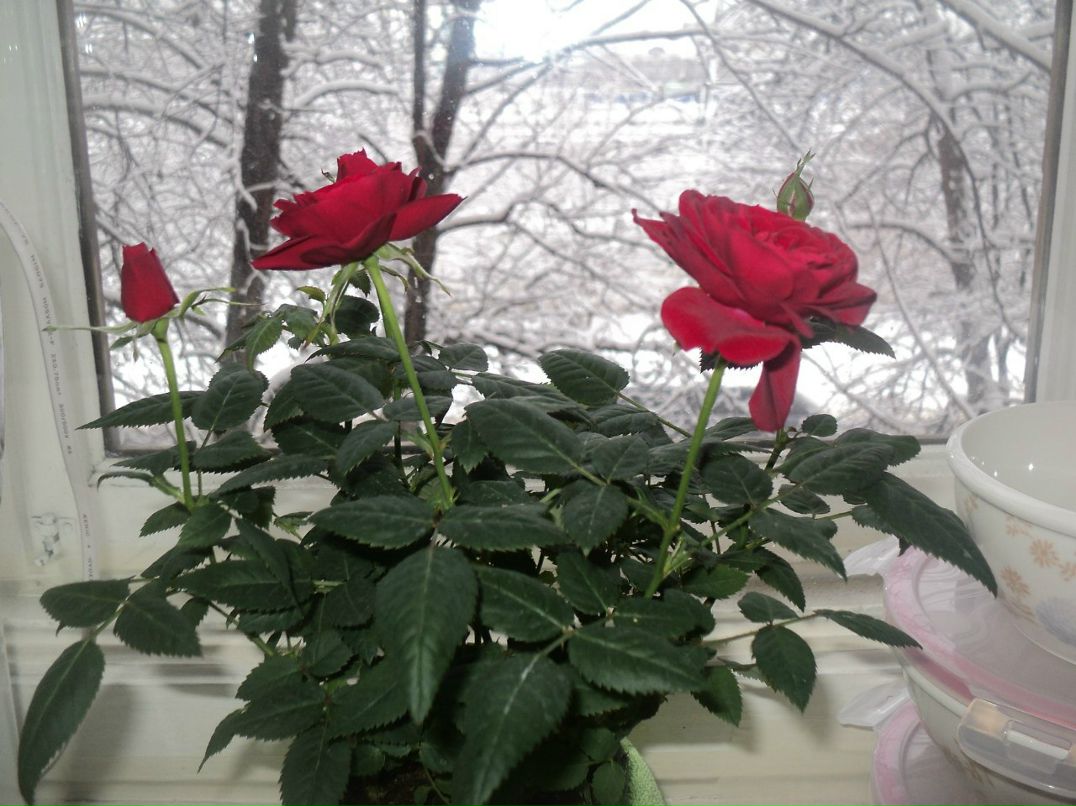 Ольга Мазурик | Владимир