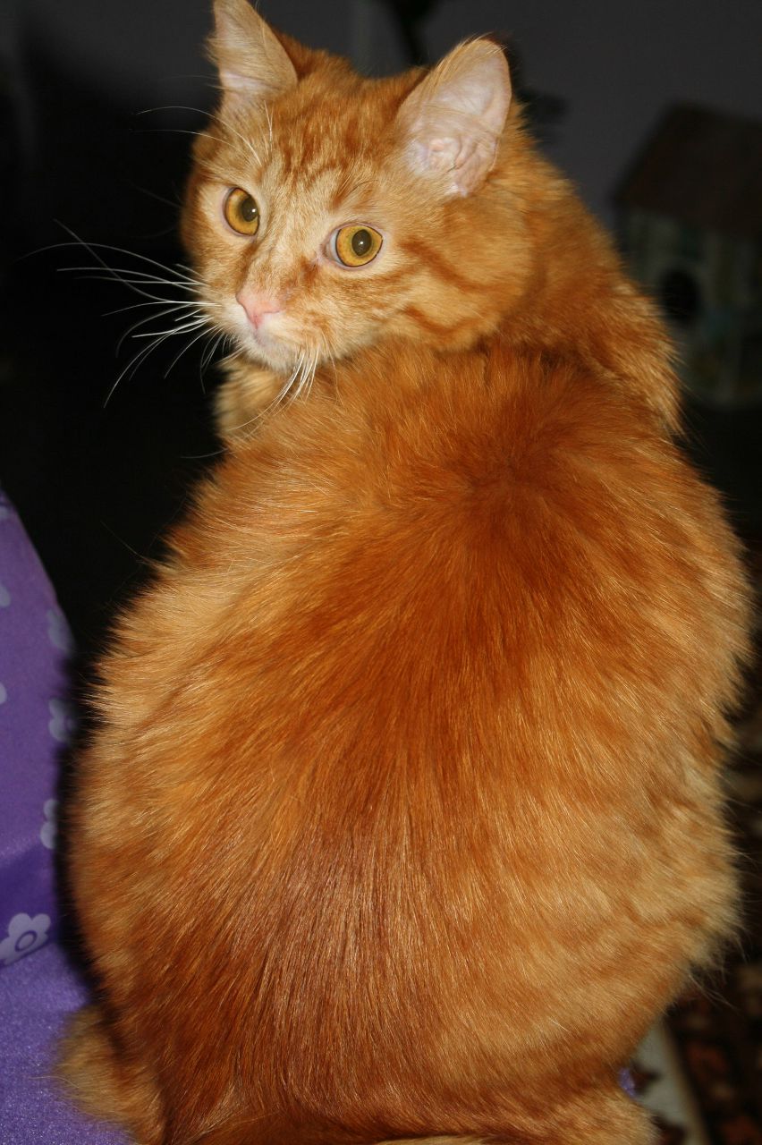 Екатерина Дацюк | Киев