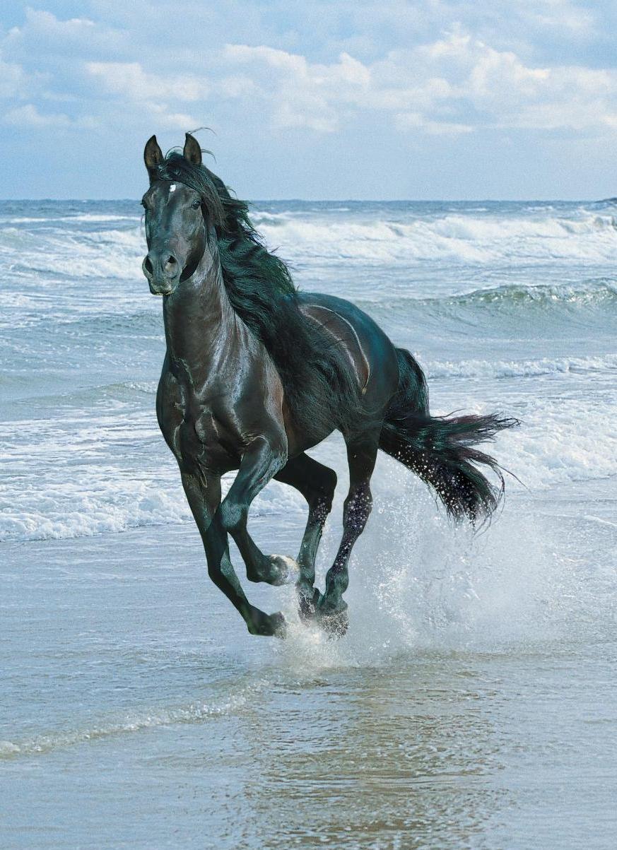 Александр Сергеевич | Майкоп