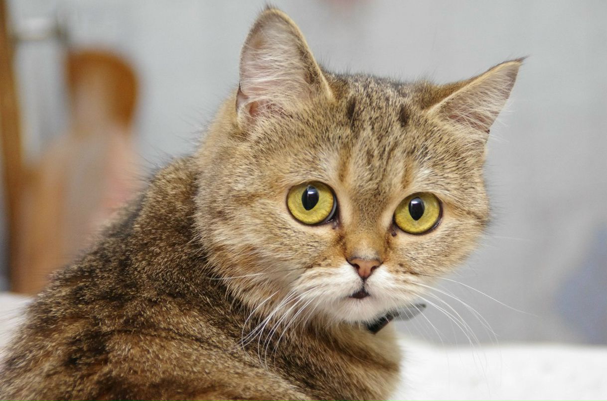 Эдуард Баширов ЕжЫк | Тюмень