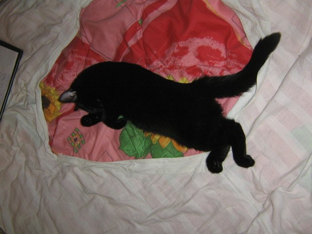 Катерина Громобоева | Гатчина