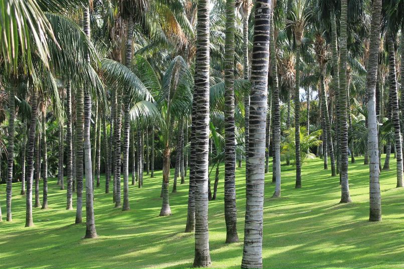 Olga Maksimova-Vomm | Санкт-Петербург