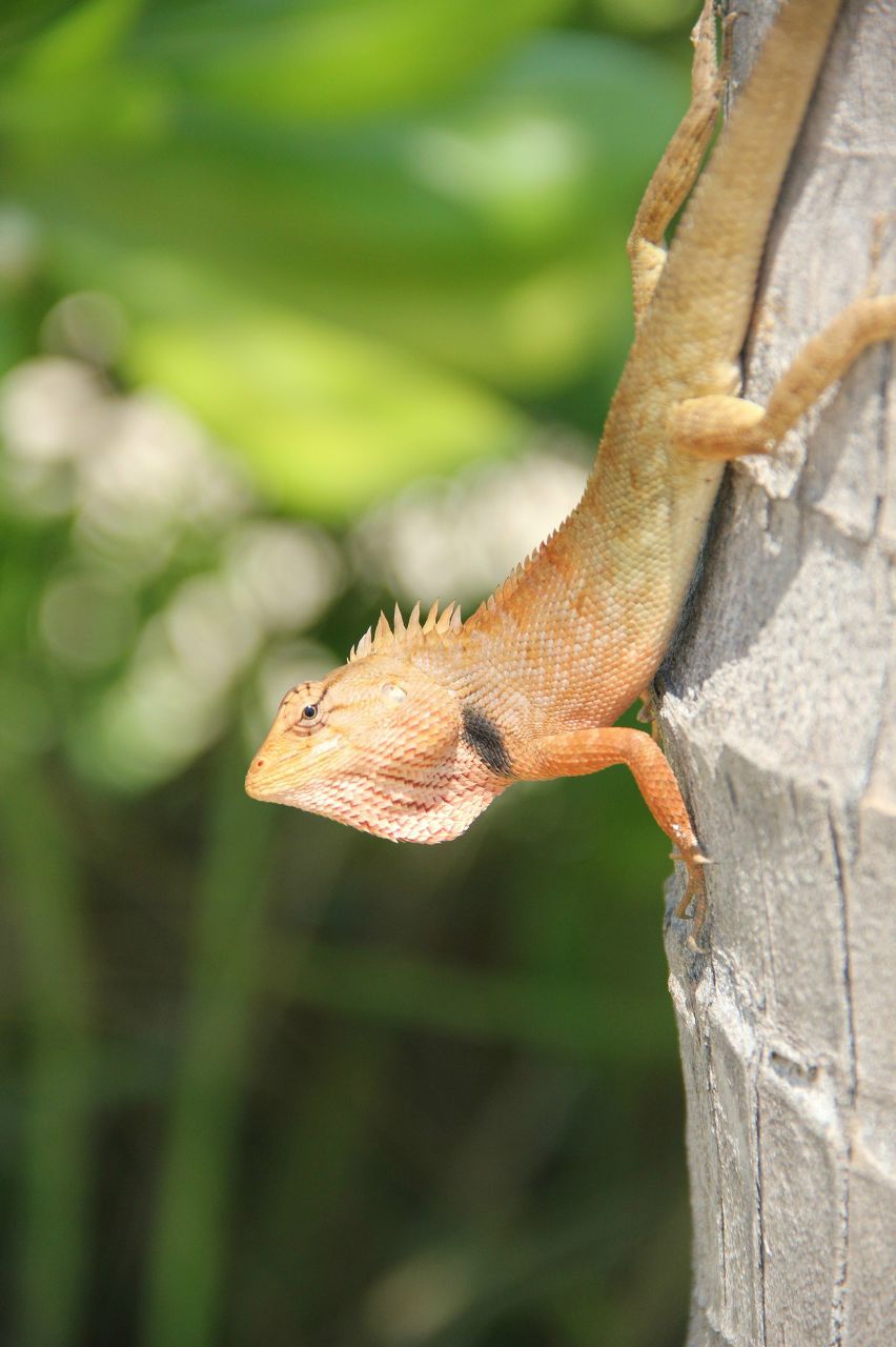 Irenka Shapovalova | Днепр (Днепропетровск)
