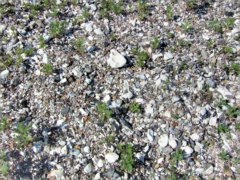 PBR Ground Rubble 35