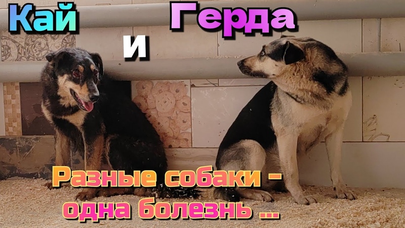 Бездомыши Кай и Герда, парочка, заболевшая венерической