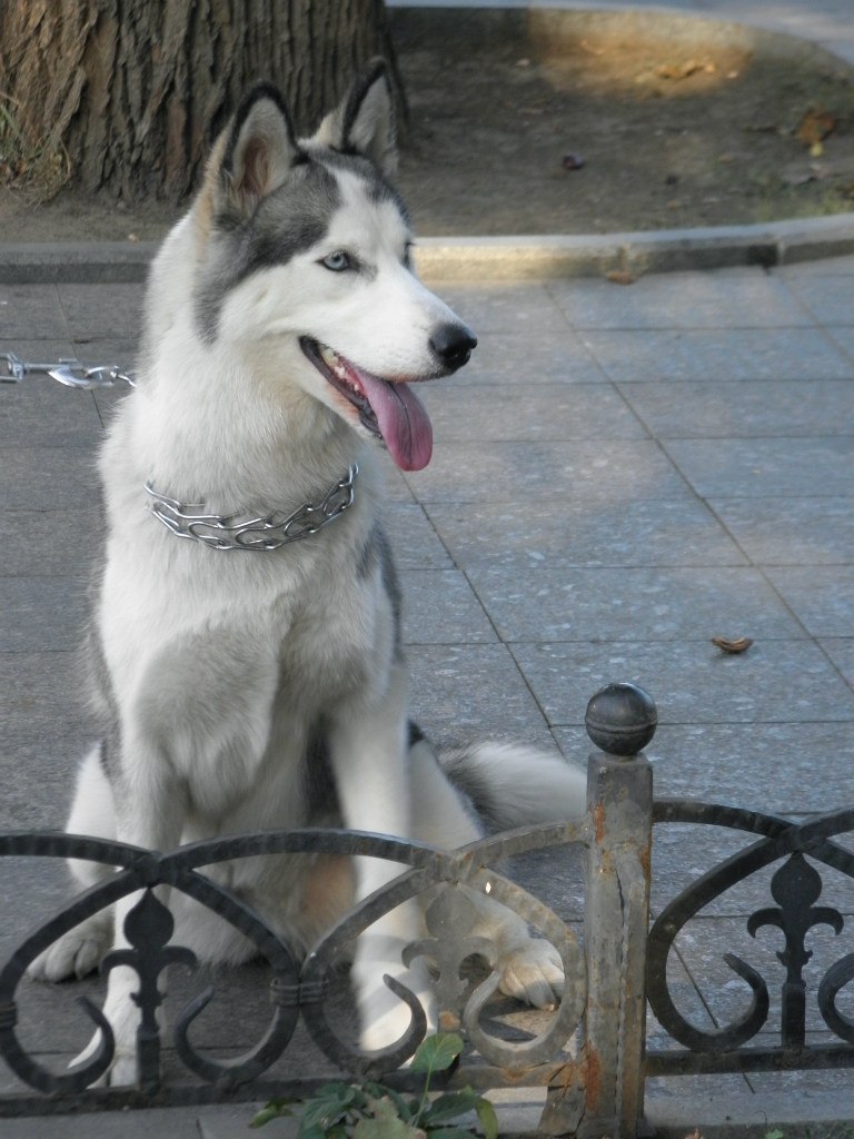 Кристина Пенязь | Кривой Рог