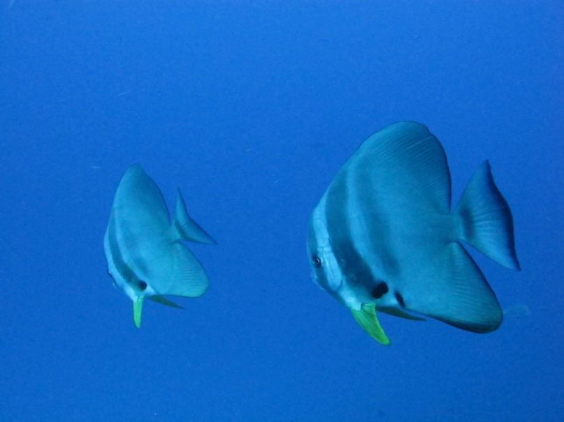 Петр Зайцев | Москва